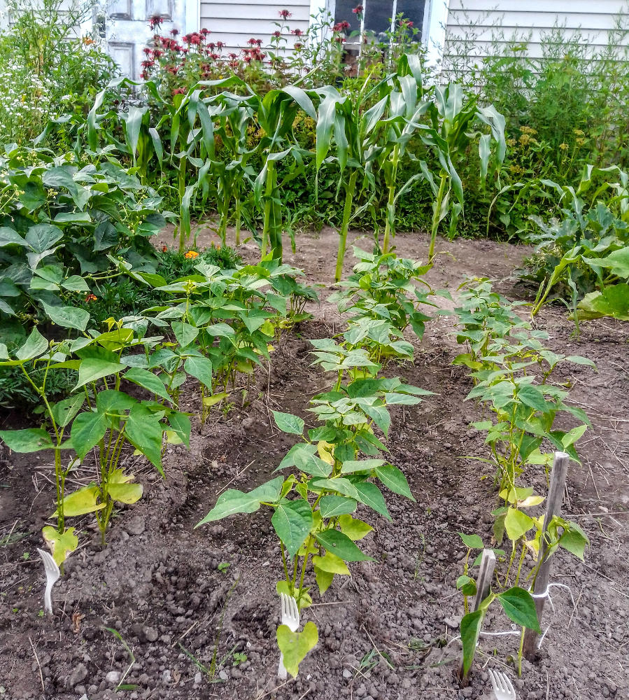 Bush beand and corn in the garden.