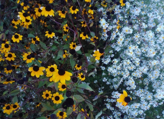 Yellow Brown-Eyed Susans and white Wood Asters
