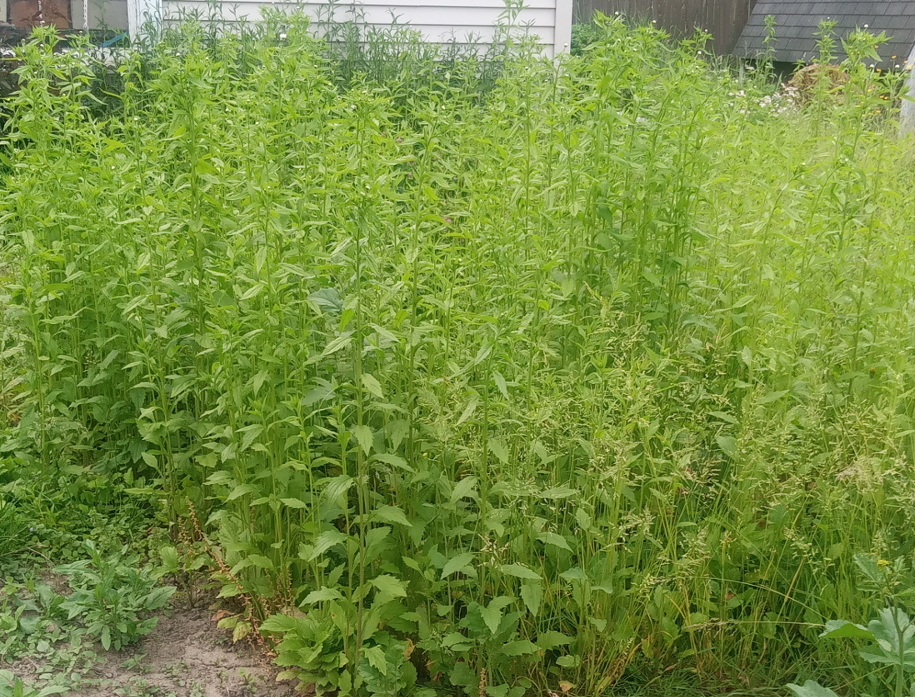 Garden after letting the weeds grow.