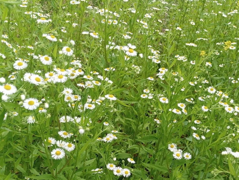 Field of fleabane.