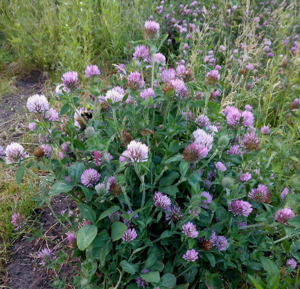 Bumblebee on a red clover flower.