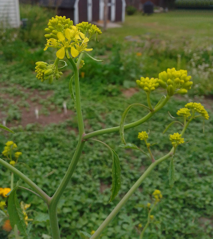 Wild mustard plant.