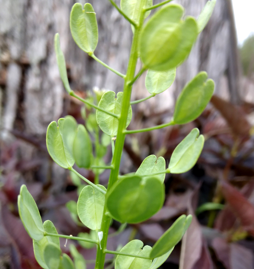 Field Pennycress