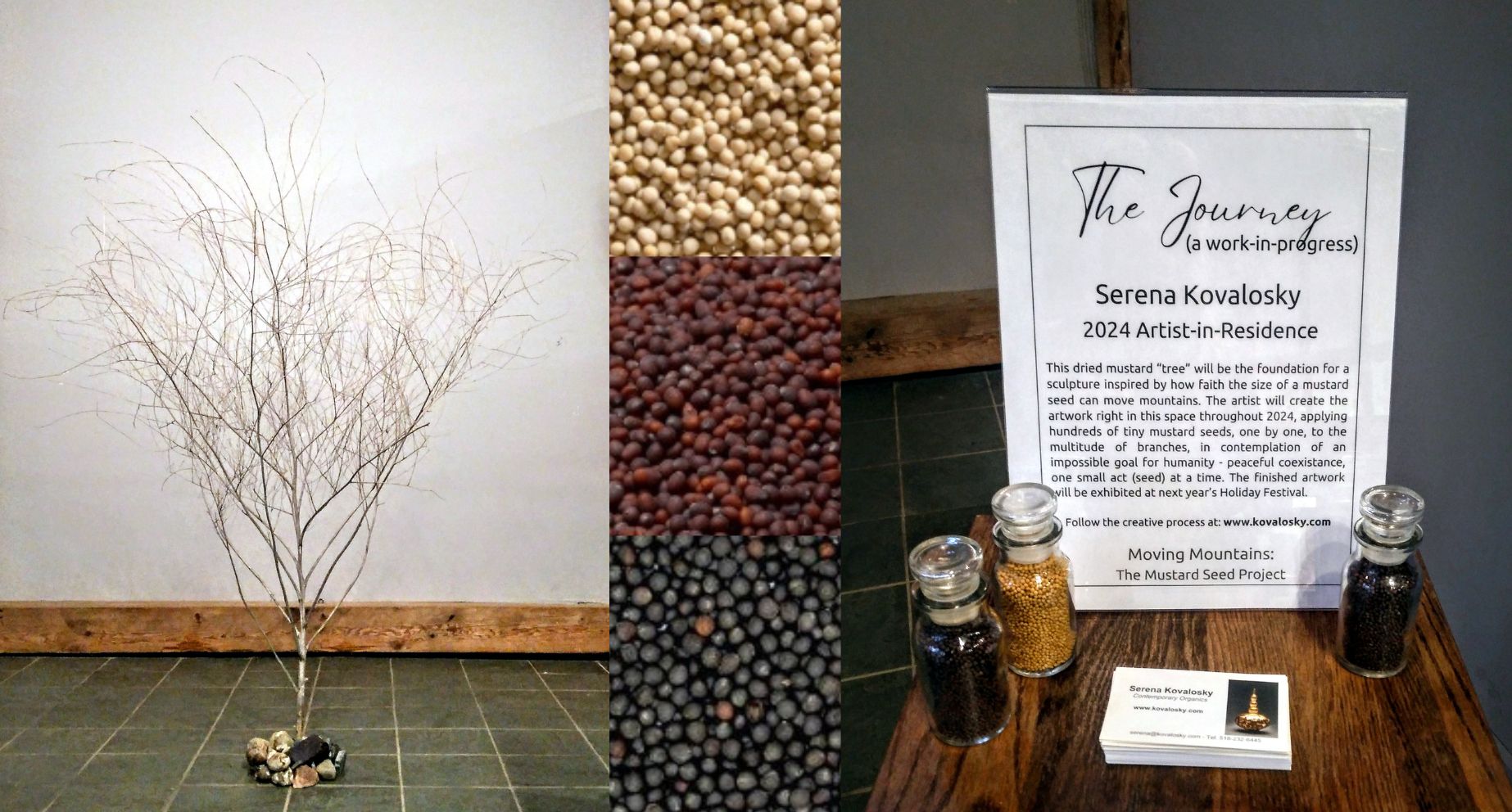 Dried Mustard Tree, seeds, and museum display board