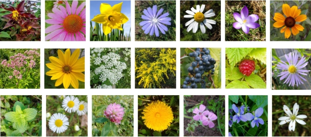 Photo of flower inventory in Serena Kovalosky's Eco-Garden.